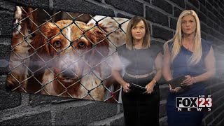 Video Former employees claim Coffeyville animal shelter unnecessarily euthanized animals [upl. by Anera]