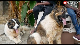 Check Out These Massive Caucasian Shepherds that passed through at the August Classic Dog Show 2024 [upl. by Essirehc]