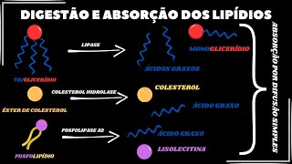 Como os lipídios são digeridos e absorvidos [upl. by Enilamme334]