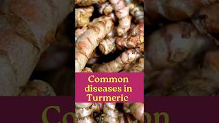 Common diseases in Turmeric farming [upl. by Bloxberg213]