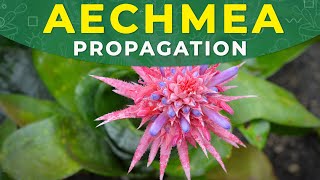 AECHMEA FASCIATA PROPAGATION  Roots formation care conditions [upl. by Madanhoj63]