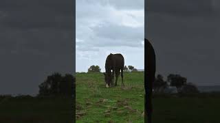 Horse grazing on a Cloudy Day horse cloudy graze beautiful grass eat nature wildlife HA67625 [upl. by Ethelda]