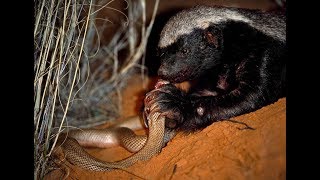 Life of one Honey Badger Natgeo Wild Best video [upl. by Alyakem149]