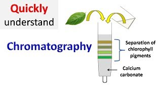 Chromatography [upl. by Bertrand]