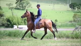 LOTE 02 KING DO FELIZARDO [upl. by Charlot]