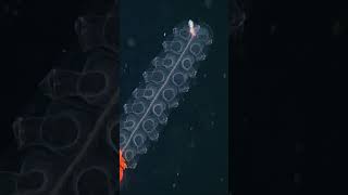 The royal siphonophore pulses through the deep [upl. by Corell]