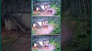 ELEPHANT ATTACK  CC TV Footage  Kerala  Only Shorts Videos shorts youtubeshorts animals [upl. by Attelliw]