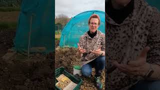 Planting Potatoes  How To Plant Seed Potatoes gardening allotmentlife allotmentgardening [upl. by Oigaib635]