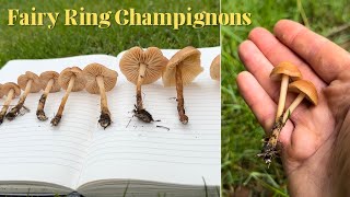 Wild Mushroom Identification Fairy Ring Champignons Marasmius oreades [upl. by Pachston]