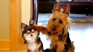 😂 Funny Guilty Dogs 🐶 Compilation [upl. by Ocirederf]