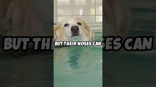 The Incredible Sense of Smell of Dogs facts shorts dogs animals pets didyouknow [upl. by Nibbs]