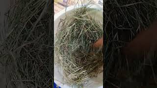 Bird nest birds home shorts Youtube [upl. by Elleuqar]