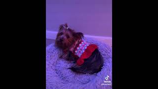 Leeloo’s christmas tree leeloo christmas santadog pets christmastree navidadennewyork [upl. by Narf364]