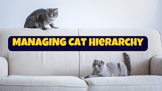 Cat Hierarchy  Living with Multiple Cats and Setting Up Order [upl. by Ueih]