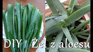 DIY Jak pozyskać żel z aloesu  Aloe Vera Gel Homemade [upl. by Sadiras6]