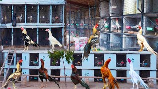 Biggest Aseel Farm in Peshawar  Top Quality Birds  Hera Aseel Biggest Farm  Breeding Farm [upl. by Lolly]