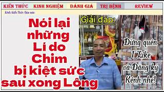 Lí do chim chào mào sau khi xong Lông bị kiệt sức là vì sao [upl. by Brandie]