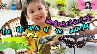 The life cycle of the butterfly 蝴蝶的成长过程 kitaran hidup haiwan ramarama 二年级科学第四课动物的成长变化Sains Tahun 2 [upl. by Stevenson]