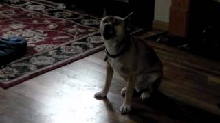 New Guinea Singing Dog Howl [upl. by Elleimac136]