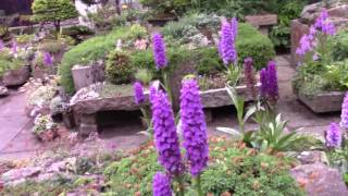 Bulb Log Video Diary Supplement  Dactylorhiza and Meconopsis [upl. by Robyn195]