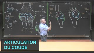 Anatomie de larticulation du coude Membre supérieur 8 [upl. by Noremac]