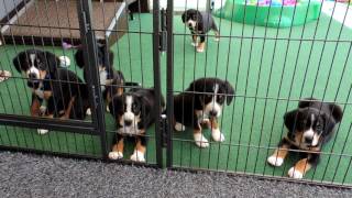 DWurf Entlebucher vom Karmelenberg 47 Tag [upl. by Berky734]