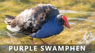 Australasian Purple Swamphen eating and taking a bath [upl. by Jenna]