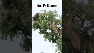 Lion Vs Baboon Epic Showdown animals wildlife shorts [upl. by Ilamad730]