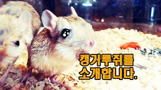 캥거루쥐 키우기Lesser jerboa [upl. by Verne]