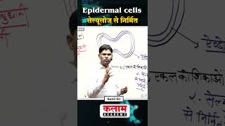 सेल्यूलोज से निर्मित epidermal cells sunilsir educationalcontent [upl. by Ynnhoj386]