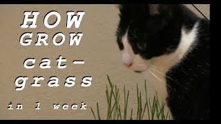 Cat Grass in 1 Week Indoors  Cultivating Barley Hordeum Vulgare Edible Cat Friendly Plant [upl. by Selmner]