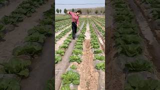 China Smart Irrigation Technique irrigation method [upl. by Rufena373]