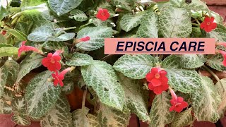 EPISCIA plant care How to care for EPISCIASHOMESCAPES [upl. by Ynohtnaluap]