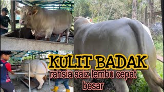 King of Charolais buka rahsia cara gemuk lembu [upl. by Evan913]