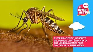 Mendoza avanza en el control del dengue con técnica de insecto estéril [upl. by Betteanne]