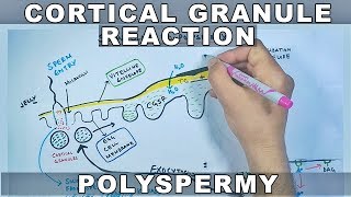 Cortical Reaction in Sea Urchin  Slow Blocks to Polyspermy [upl. by Alihs]