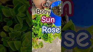 Baby son rose plant ☘️😍🌵subscribe support success viralshort trending fypシ゚viral pov flowers [upl. by Nivle]