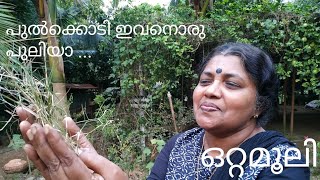 കറുക  KARUKA  Cynodon dactylon [upl. by Unders]