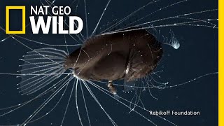 FirstEver Footage of DeepSea Anglerfish Mating Pair  Nat Geo Wild [upl. by Kcirredal]