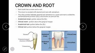 Dental anatomy landmark part 1 [upl. by Ahsielat199]