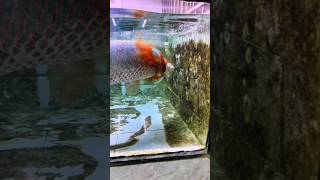 Arapaima fish 🤯💓 aquarium arapaimagigas shortsfeed monsterfish [upl. by Maurili]