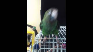 Parrot Doing R2D2 Impression [upl. by Ginsberg87]