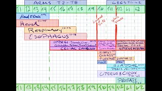 Viscerosomatic Reflexes Chart amp Autonomics  Practice Questions  OMM  COMLEX  OSTEOPATH 1080HD [upl. by Dorcia217]