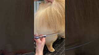 Pomeranian Grooming [upl. by Nim]