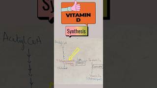 Vitamin D Synthesis biochemistry vitamin vitamind biology [upl. by Aetnuahs]