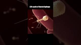 Life cycle of bacteriophage experiment biology sceinceproject projects science shorts short [upl. by Mcdowell690]