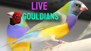 6 Hours of Stunning Lady Gouldian Finches feeding and Chirping with Canaries and budgies [upl. by Ayal]