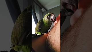 Loki har lärt sig ny ljud☺️🥰parrot lovebirds birds funny gardines kongopapegoja sweden 🤎🤎 [upl. by Ecahc]