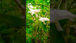 Easy growing Orchid One day orchid Pegion Orchid orchid easygardening trending trend shorts [upl. by Eelatsyrc]