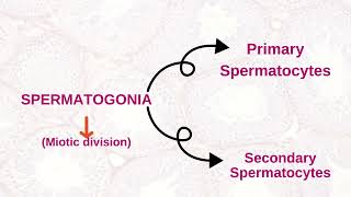 SPERMATOGENESIS Dr Eve Mboso [upl. by Solley]